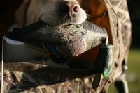 Tanglefree Dead Bird Mallard Bumper
